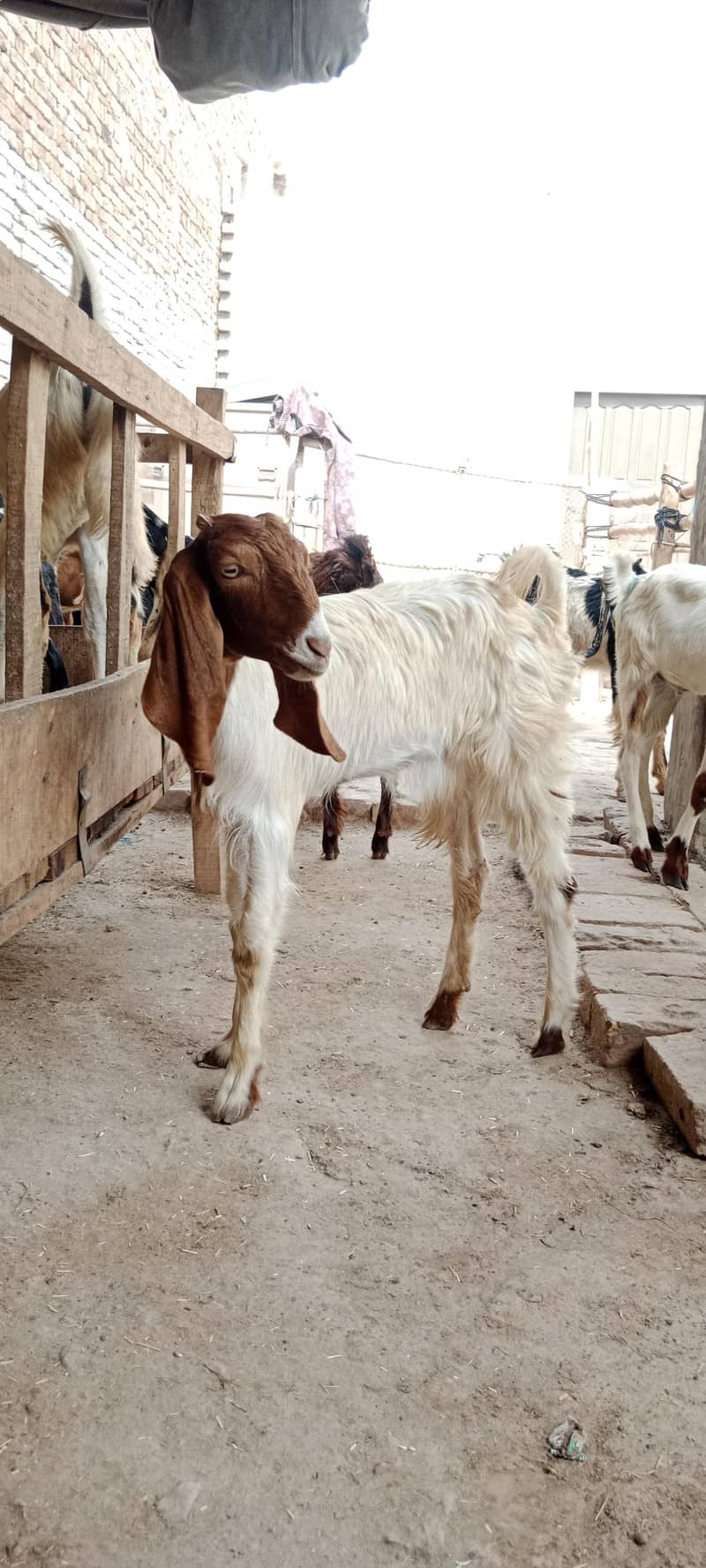 پالنے کیلئے نسلی بچے 3