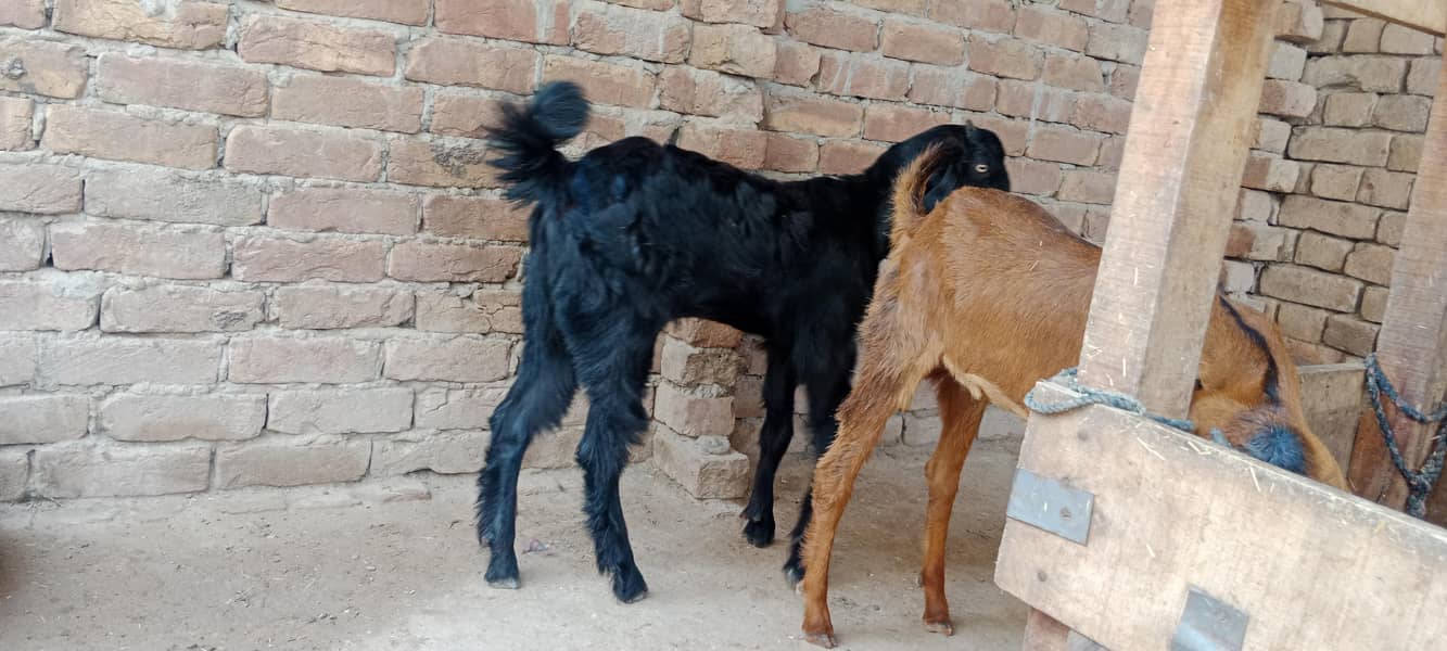 پالنے کیلئے نسلی بچے 4