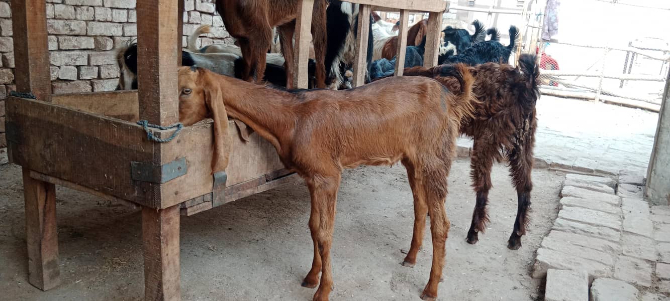 پالنے کیلئے نسلی بچے 5
