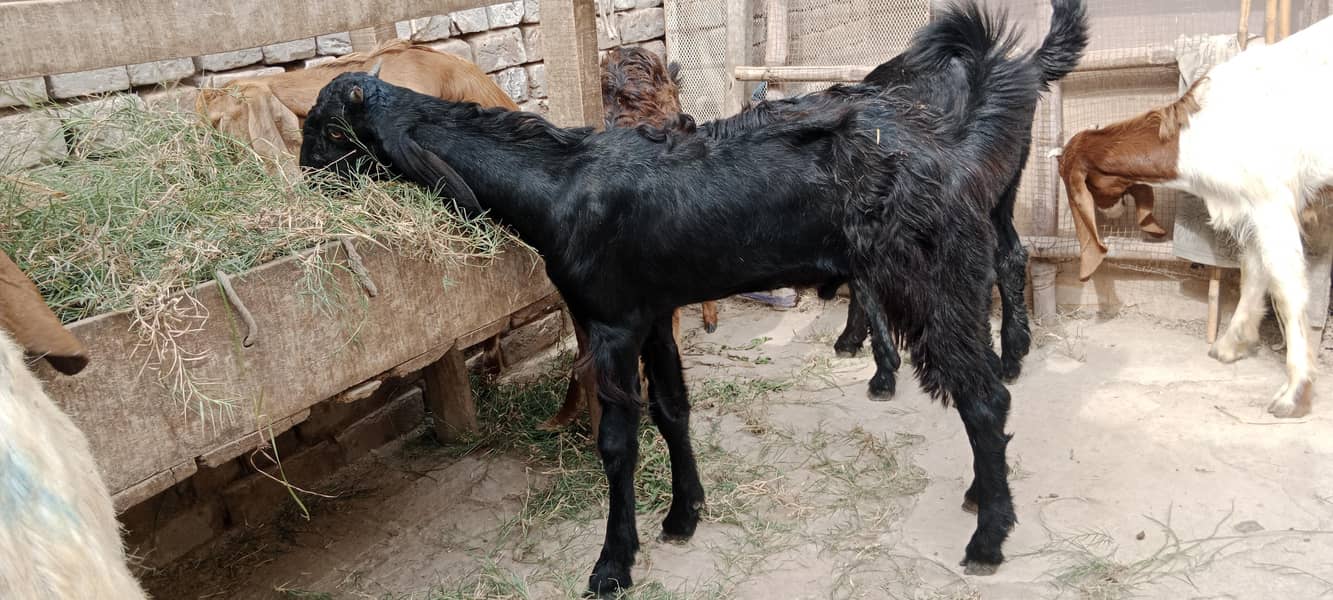پالنے کیلئے نسلی بچے 6