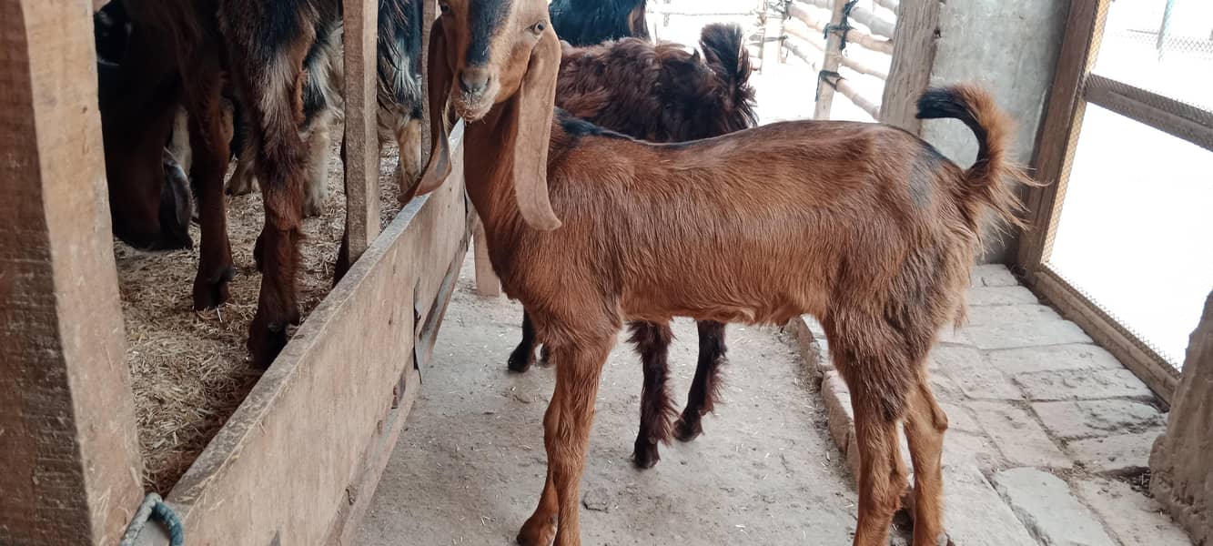 پالنے کیلئے نسلی بچے 7