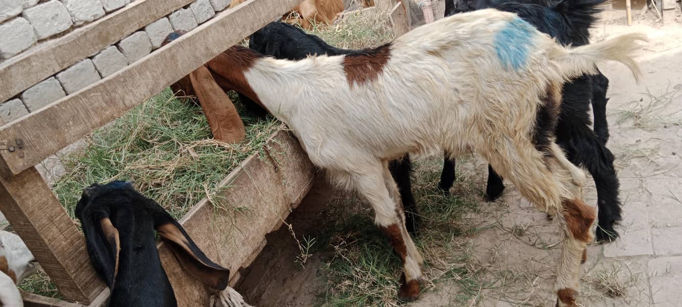 پالنے کیلئے نسلی بچے 8