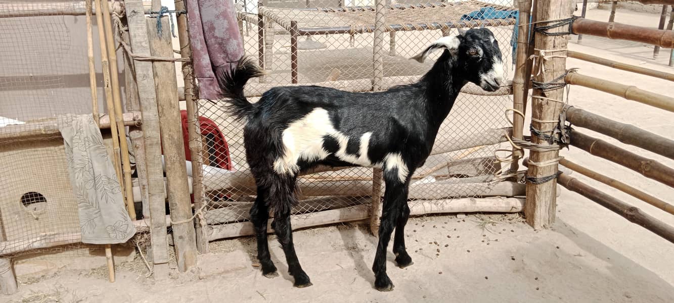 پالنے کیلئے نسلی بچے 9