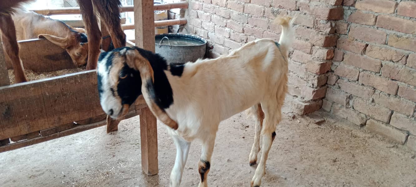 پالنے کیلئے نسلی بچے 10