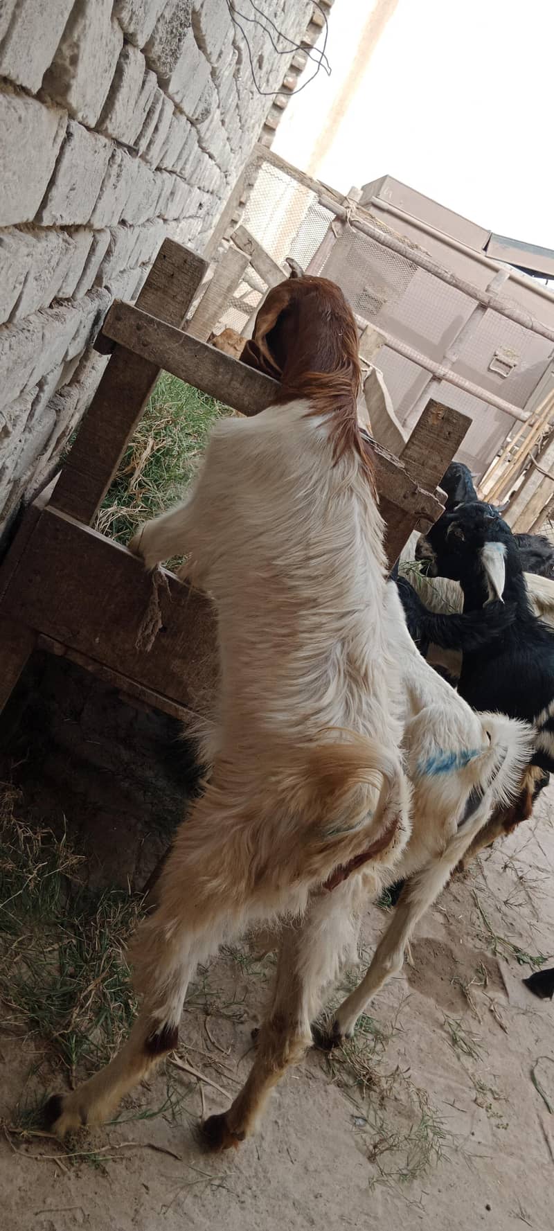 پالنے کیلئے نسلی بچے 11