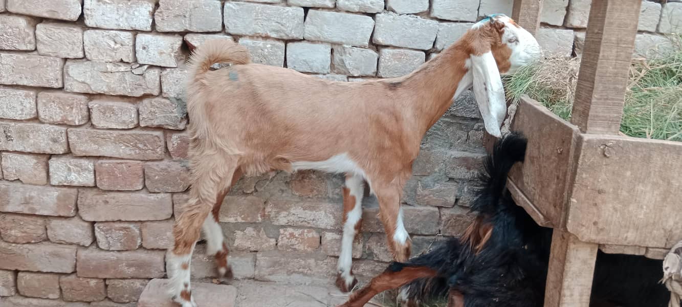 پالنے کیلئے نسلی بچے 13
