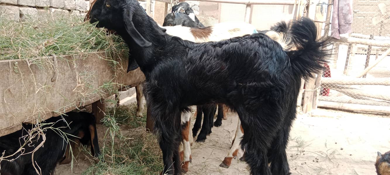 پالنے کیلئے نسلی بچے 14