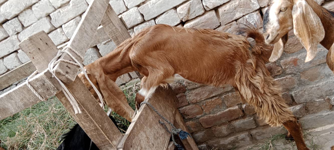 پالنے کیلئے نسلی بچے 15