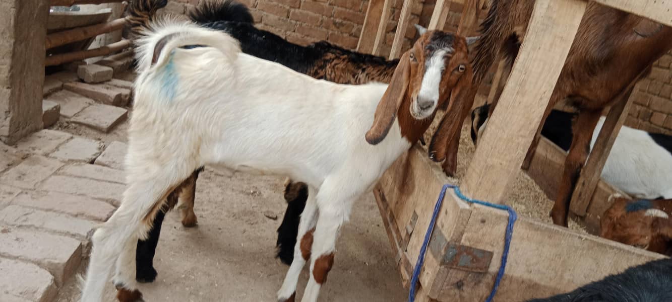 پالنے کیلئے نسلی بچے 18