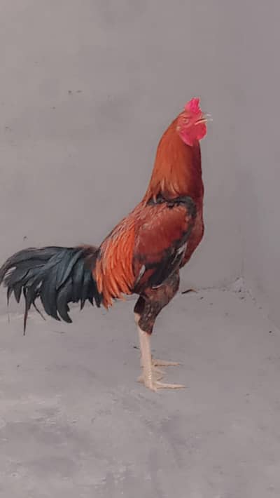 Murga