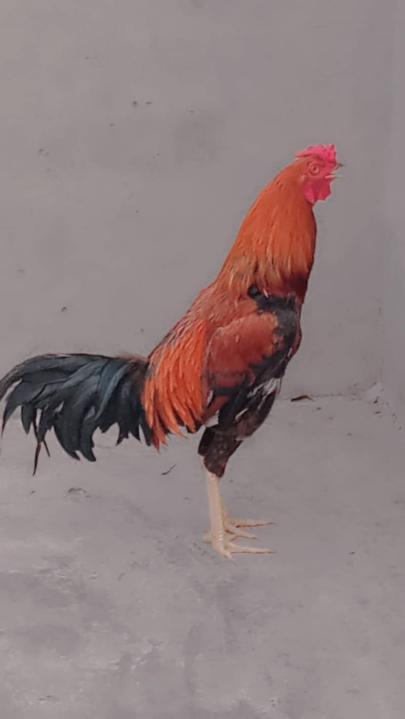 Murga 1