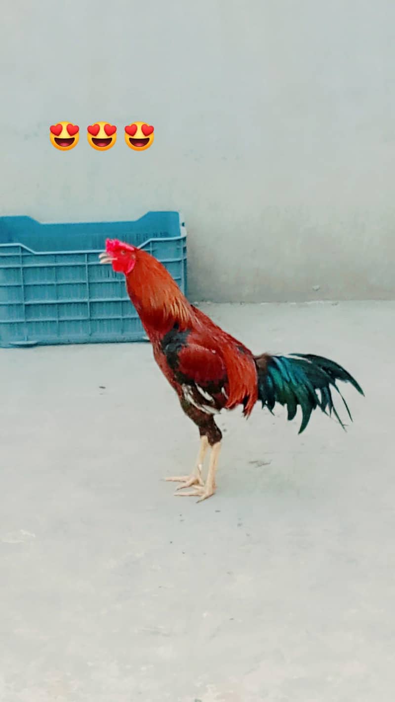 Murga 2