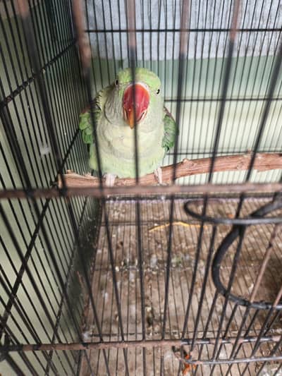 raw parrot female