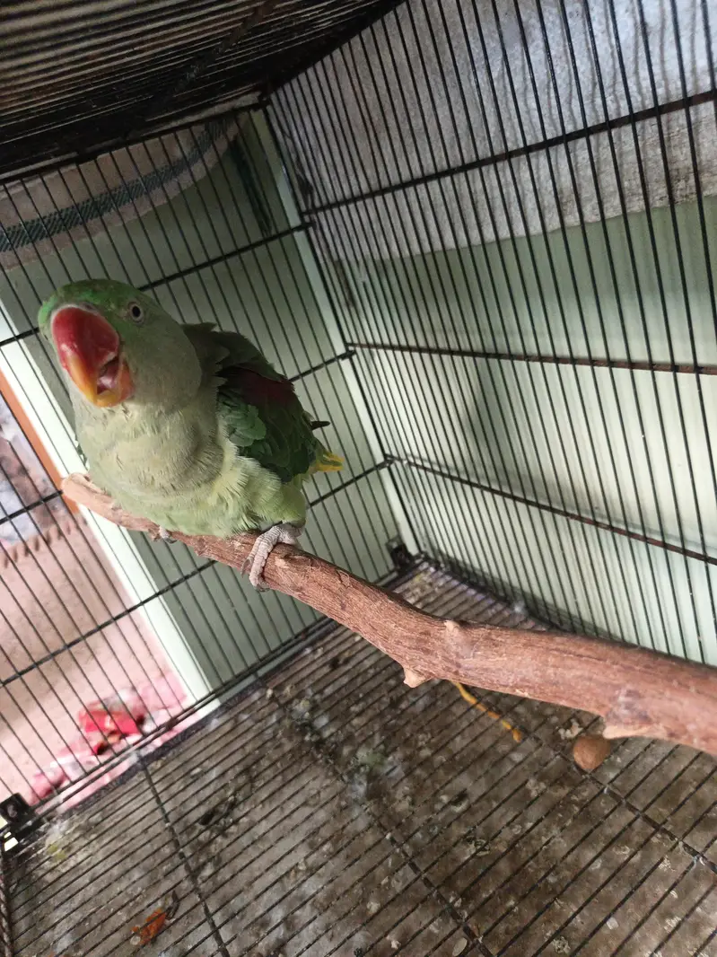 raw parrot female — photo 2