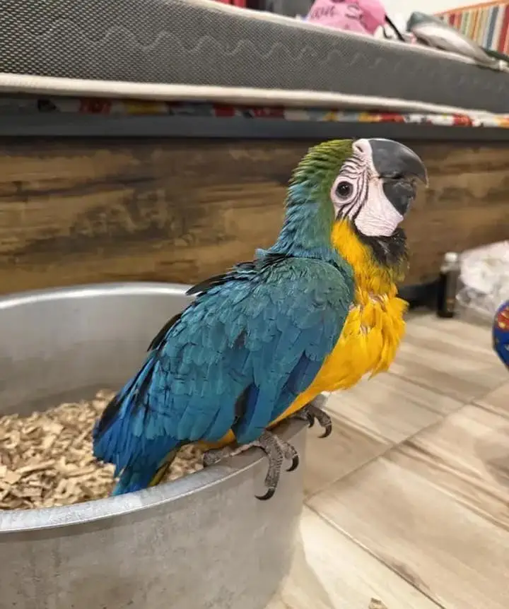 blue macaw parrot chips for sale 0318/4281/812 — photo 2