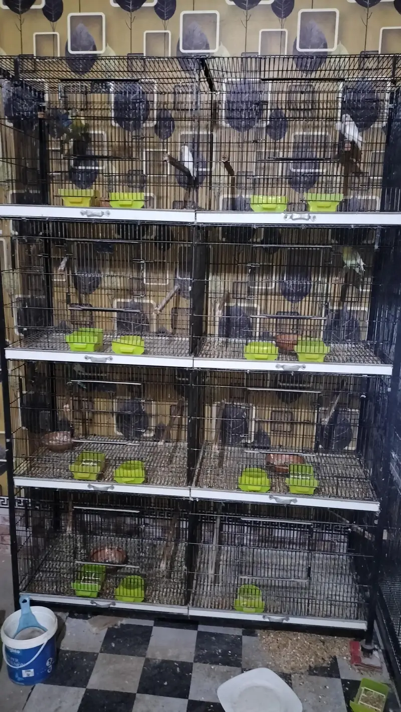 birds cage — photo 2