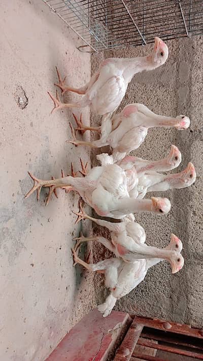 king Shamo chicks for sale ( 7000 per piece )