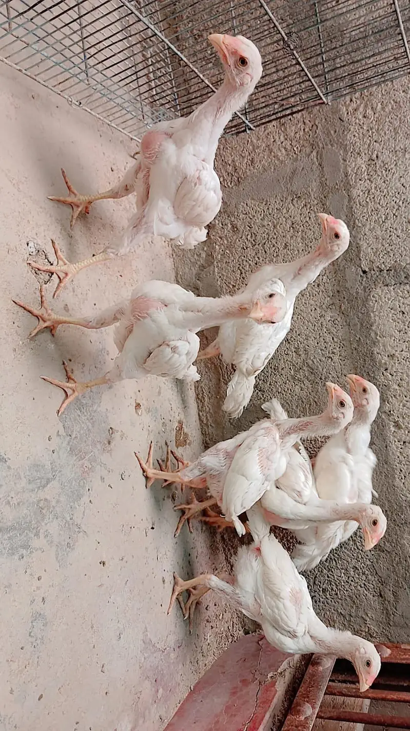 king Shamo chicks for sale ( 7000 per piece ) — photo 2