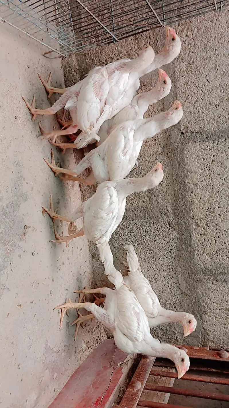 king Shamo chicks for sale ( 7000 per piece ) — photo 3