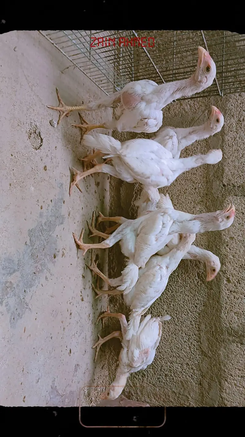 king Shamo chicks for sale ( 7000 per piece ) — photo 4