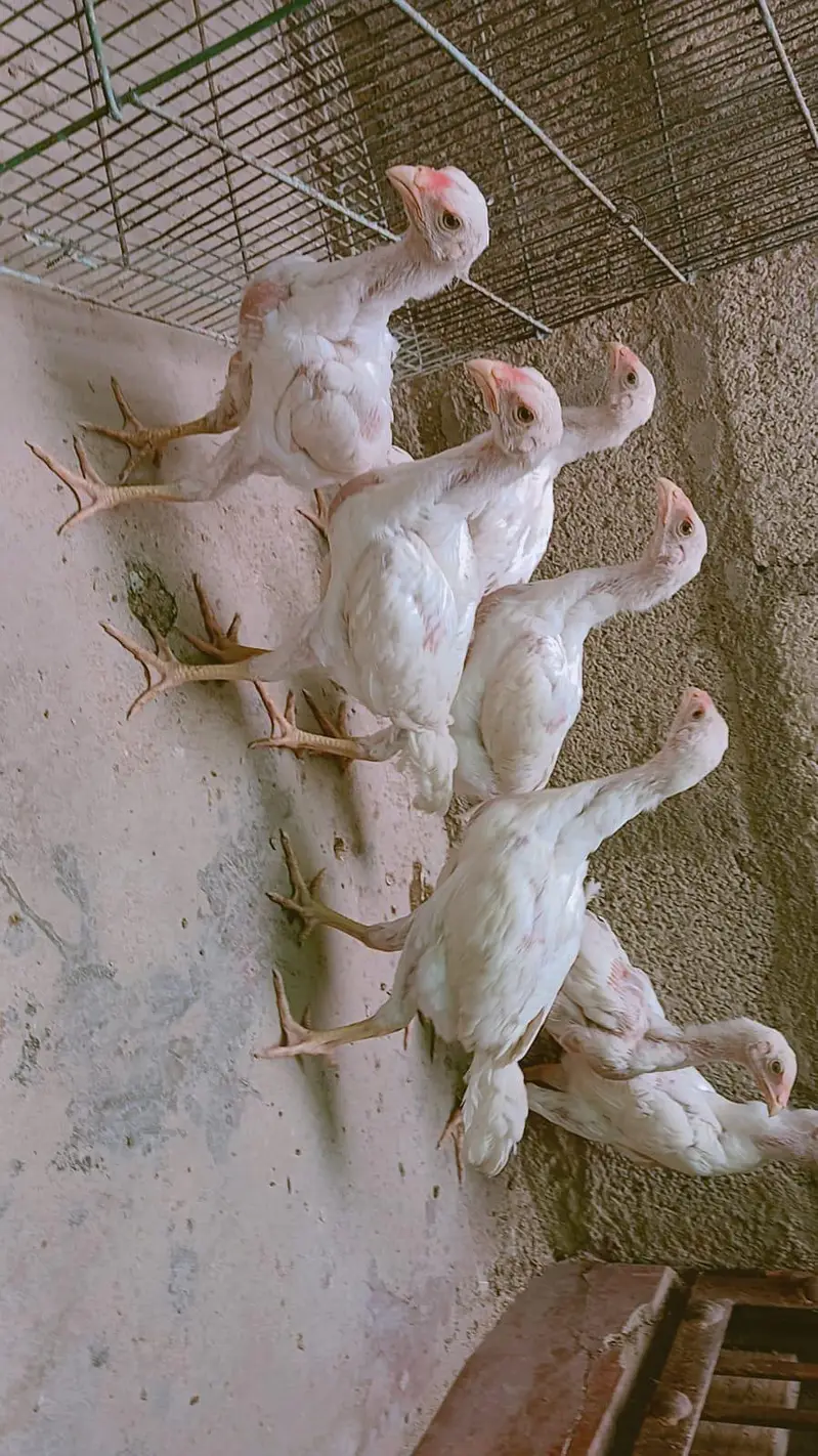 king Shamo chicks for sale ( 7000 per piece ) — photo 5