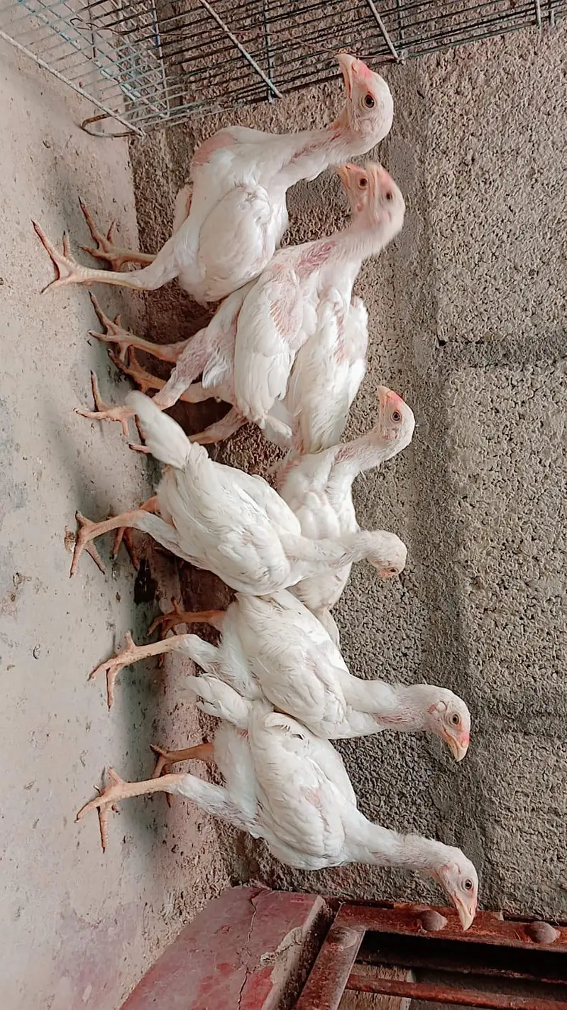 king Shamo chicks for sale ( 7000 per piece ) — photo 6