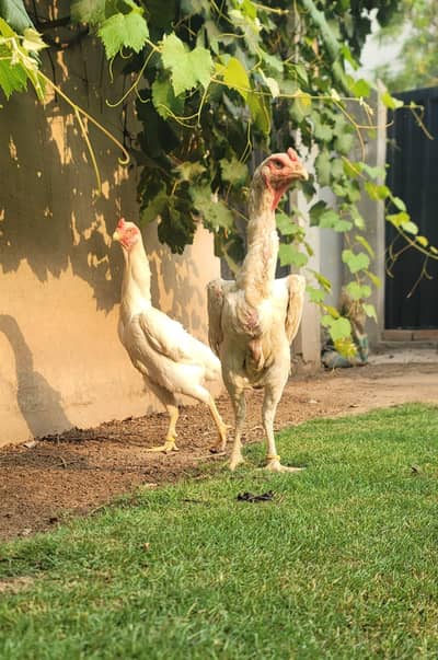 shamo breeder pair/shamo female/white shamo females