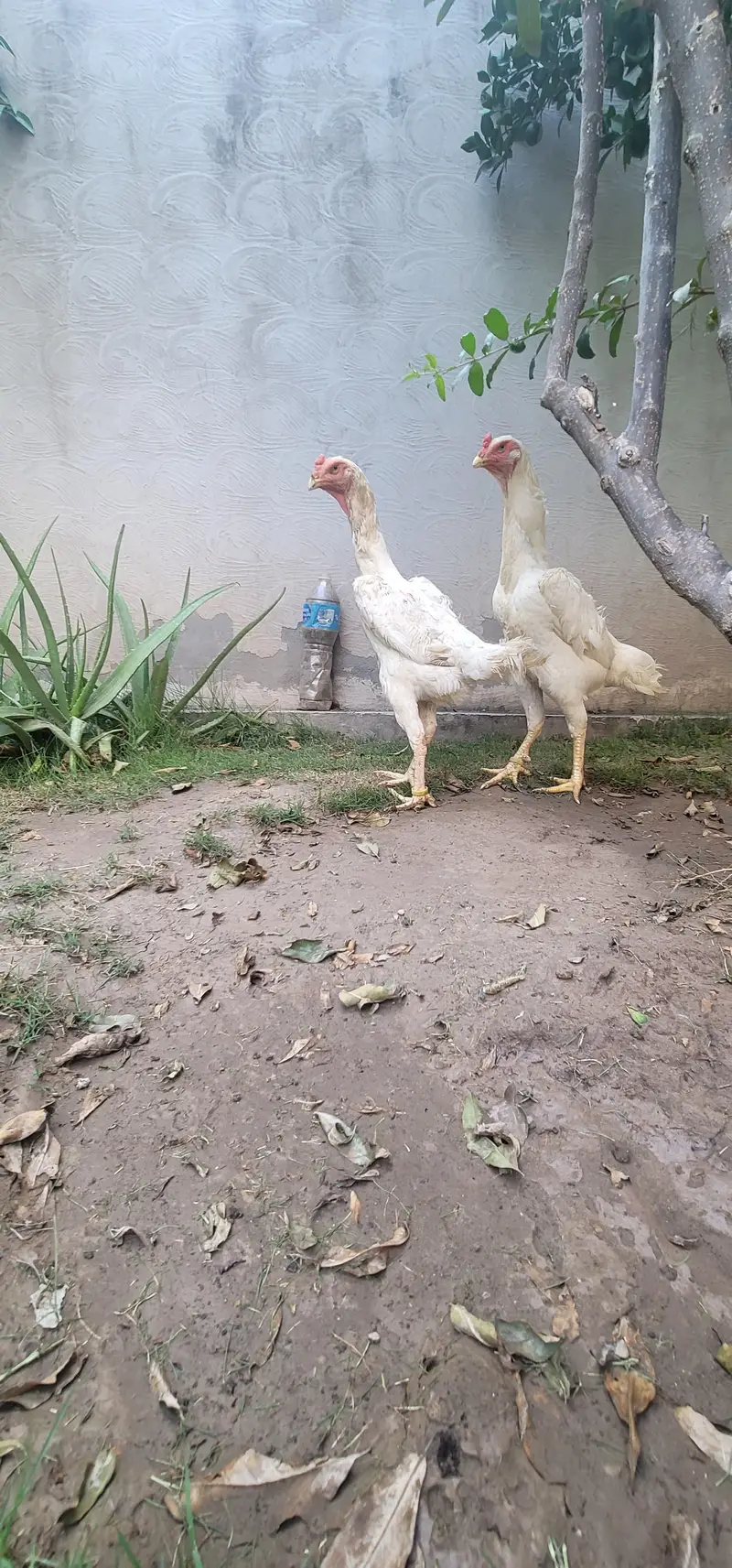 shamo breeder pair/shamo female/white shamo females — photo 2