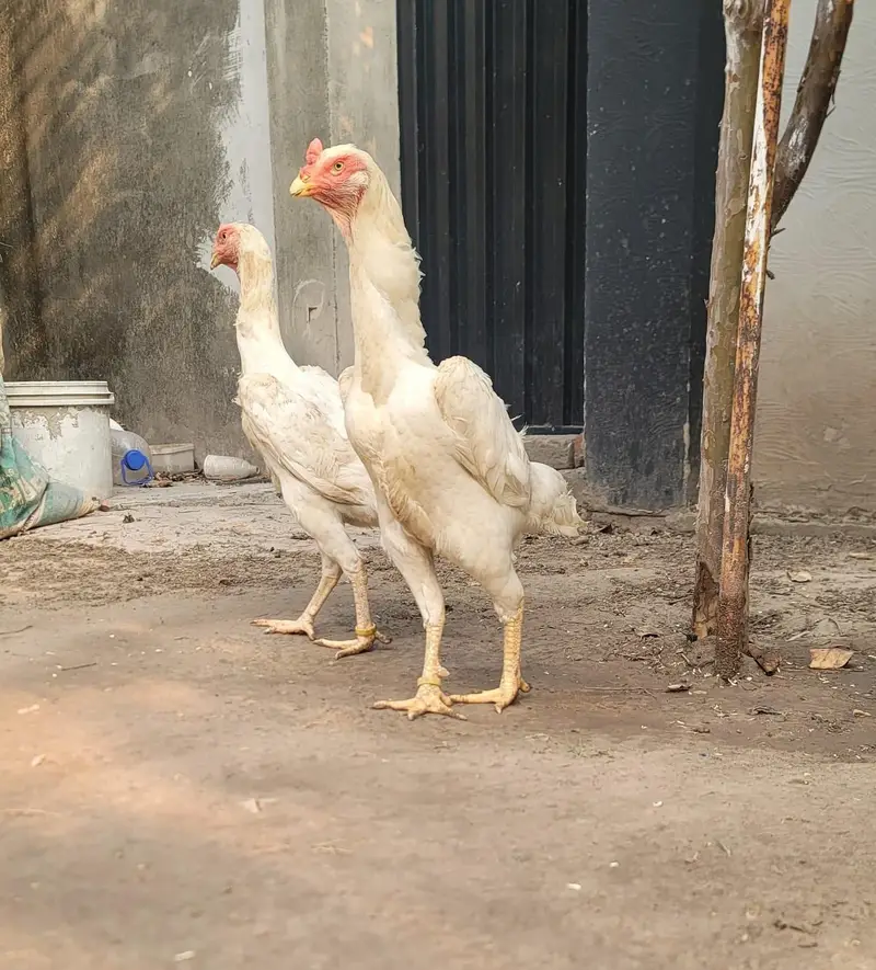 shamo breeder pair/shamo female/white shamo females — photo 4