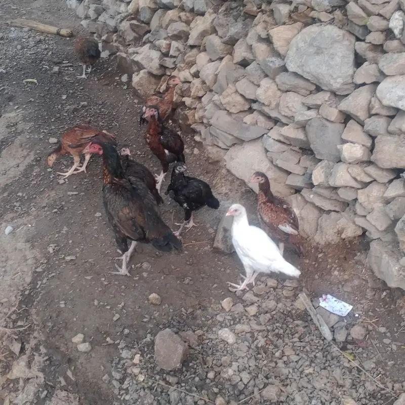 Aseel check's — photo 2