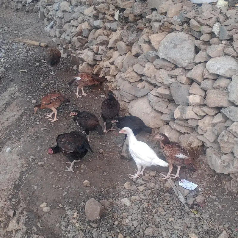 Aseel check's — photo 3
