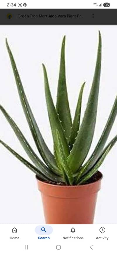 Alovera plants Sale