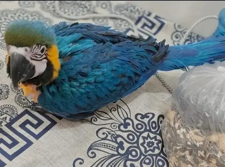 blue macaw parrot chips for sale 0318/4281/812 — photo 3