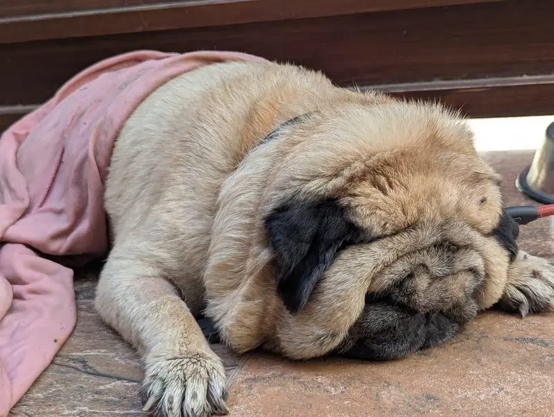 Lion Head show quality Pug (extreme punch) — photo 2