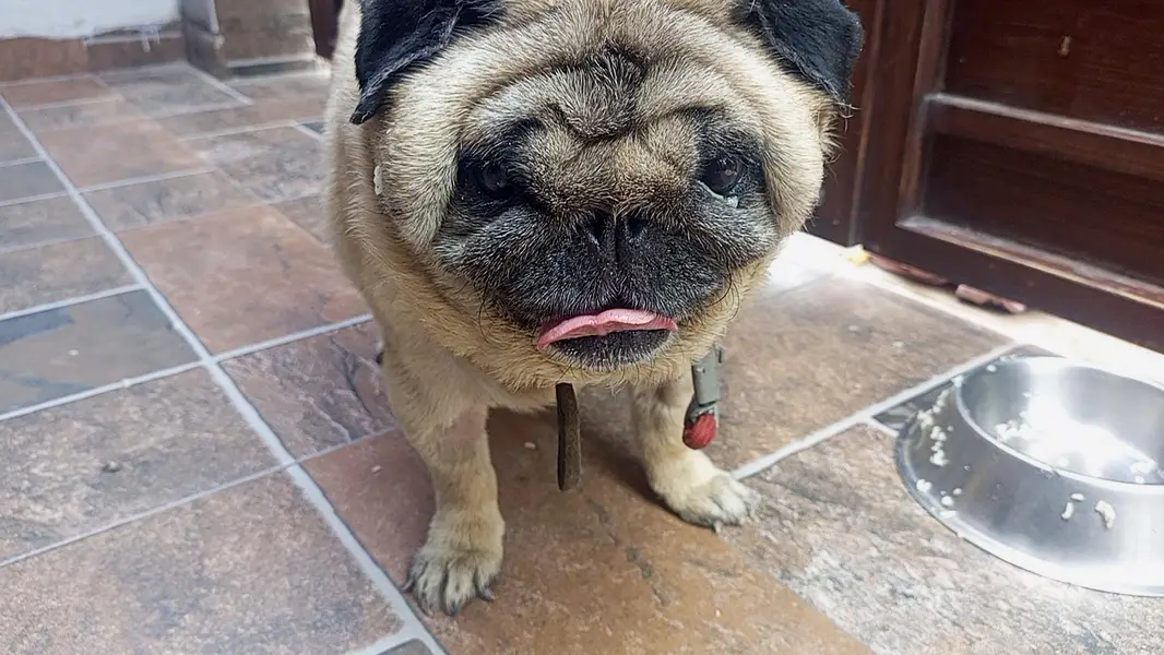 Lion Head show quality Pug (extreme punch) — photo 5