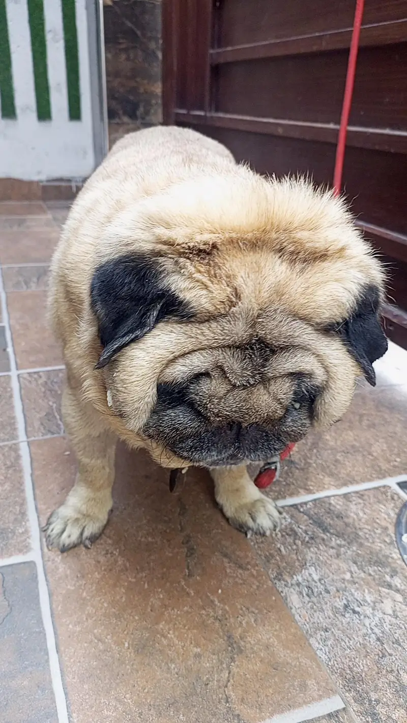 Lion Head show quality Pug (extreme punch) — photo 6