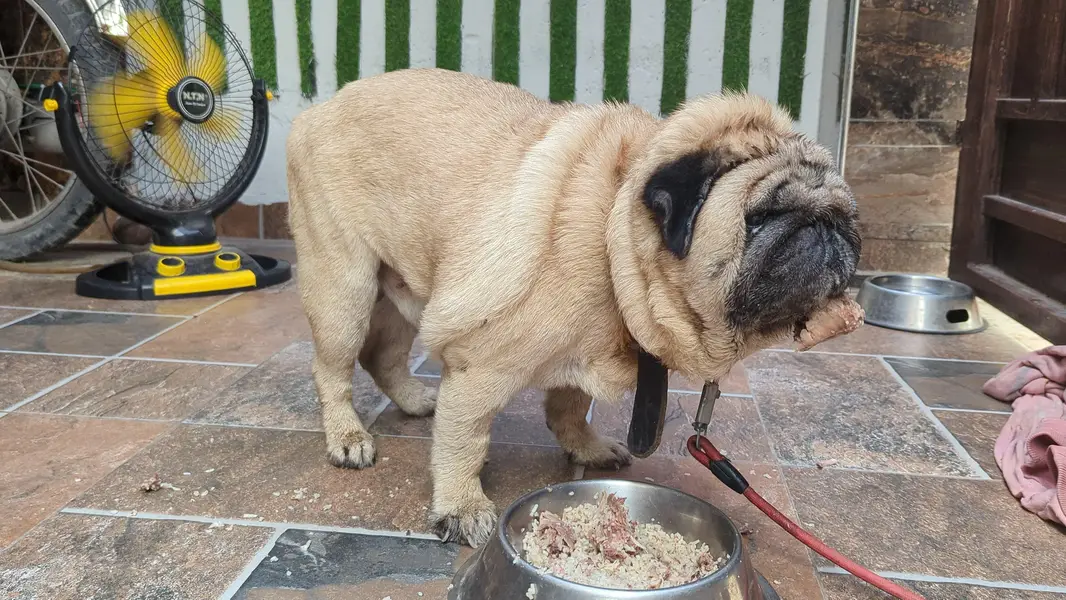 Lion Head show quality Pug (extreme punch) — photo 7