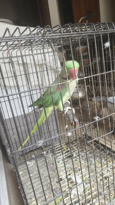 Raw male for sale breader