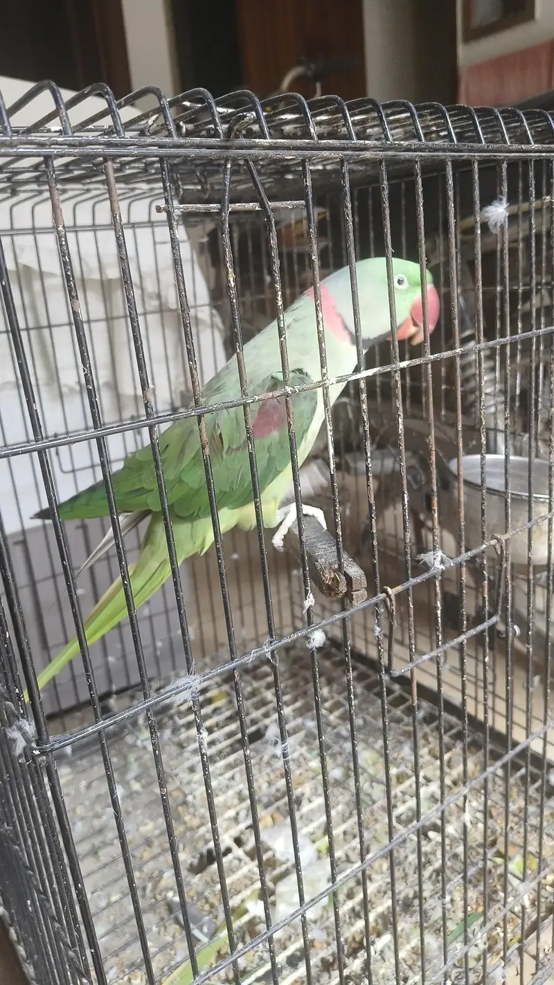 Raw male for sale breader — photo 2
