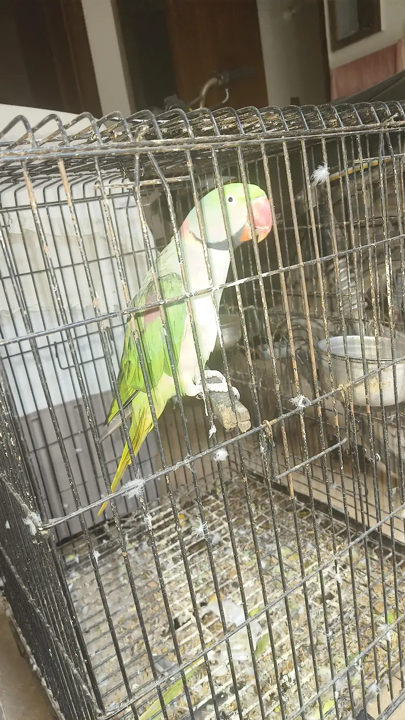 Raw male for sale breader — photo 3