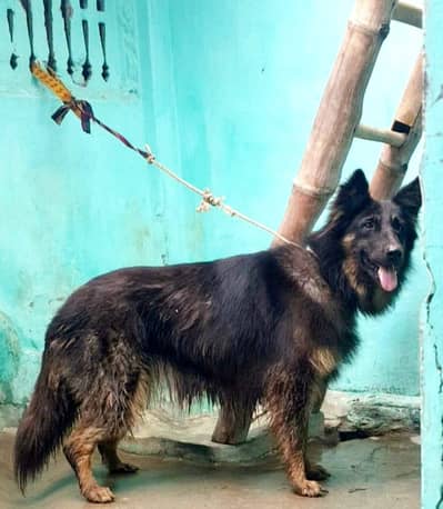 German Shepherd female long cock for sale