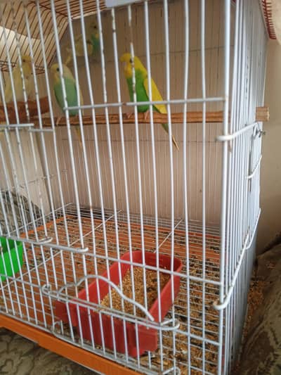 budgie pathy available