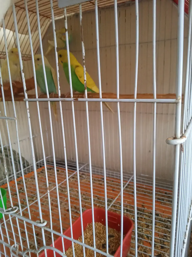 budgie pathy available — photo 2