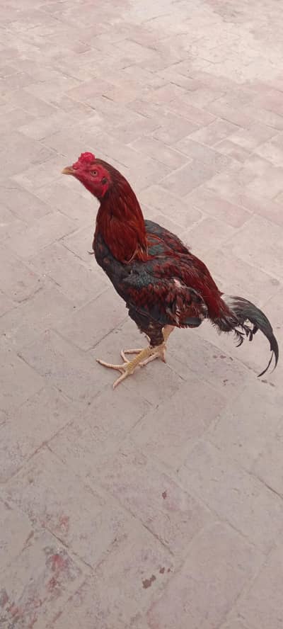Aseel Murga