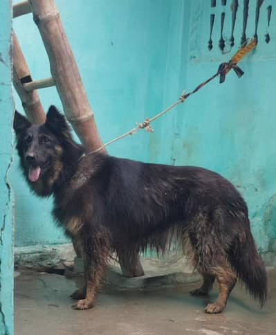 German Shepherd female long coat vaccine ok black mass