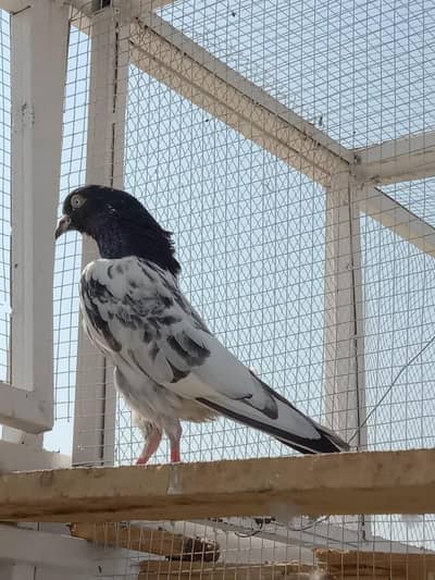taddy jora for sale 8 hazar contact on whatsapp 03145148882