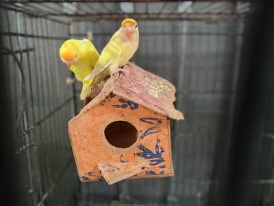 breeder pair