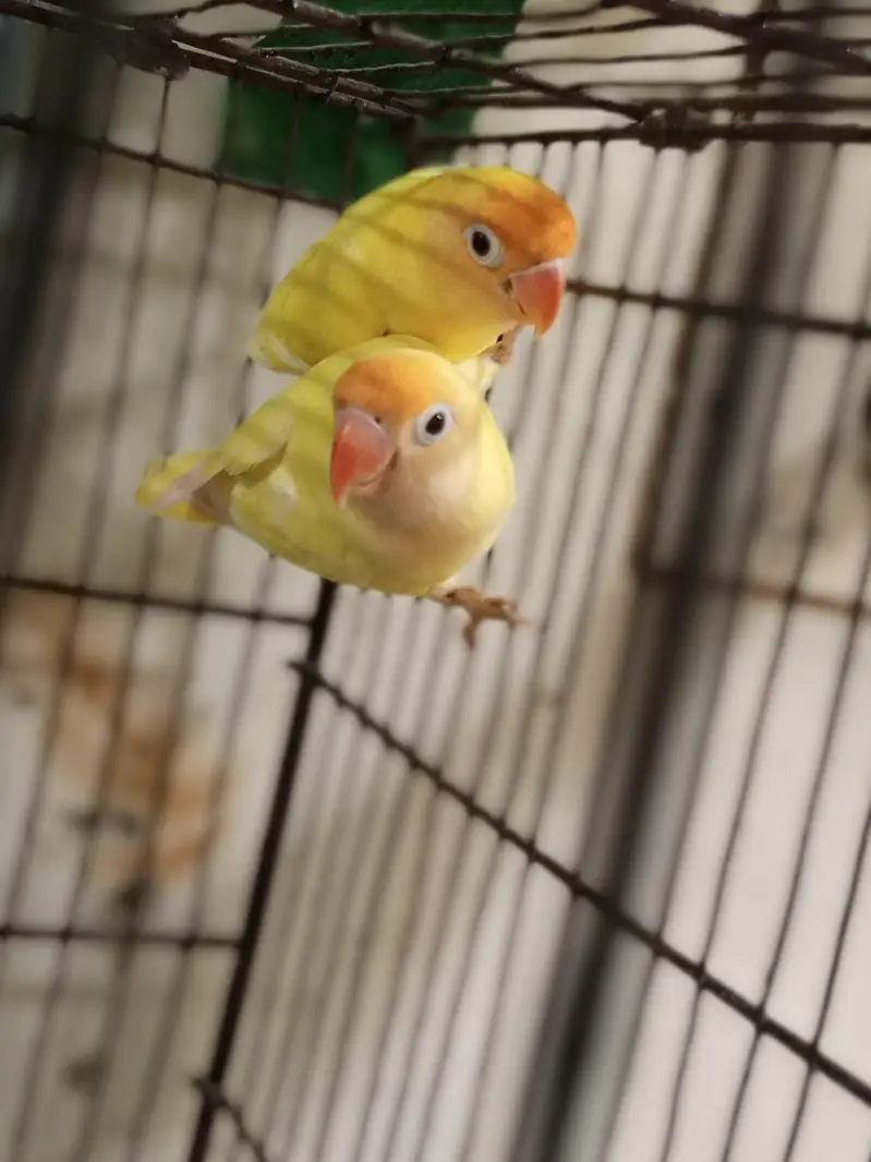 breeder pair — photo 2