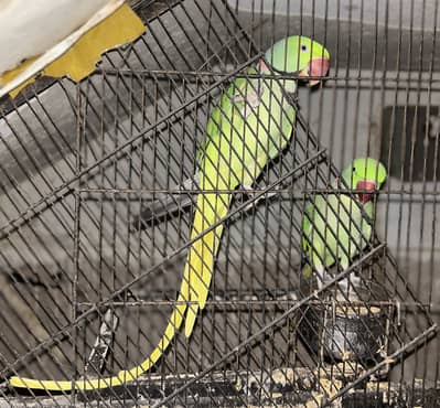 Raw Alexander Parrot