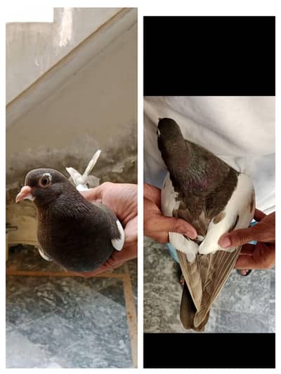 Hambera khal pigeons